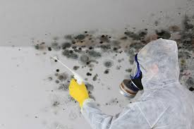 Best Air Quality Testing for Mold Spores in Talent, OR